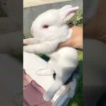Rabbit - Cute Baby Bunny Growing Up #SHORTS