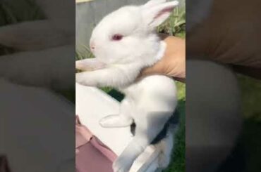 Rabbit - Cute Baby Bunny Growing Up #SHORTS