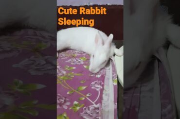 Cute rabbit takes a nap #shorts #youtubeshortsfeature #ytshortsindia