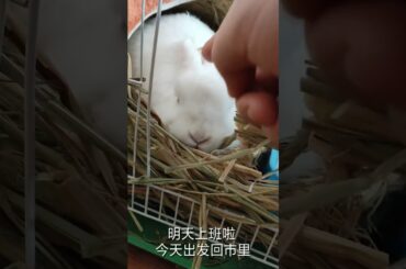 cute rabbit