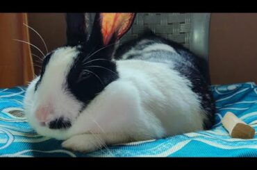 Cute rabbit giving head for massage and sleep #shorts #ft.behnedo