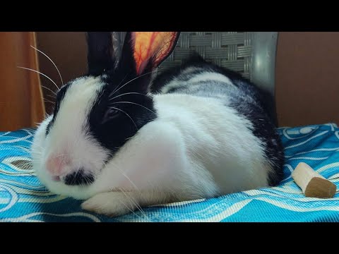 Cute rabbit giving head for massage and sleep #shorts #ft.behnedo