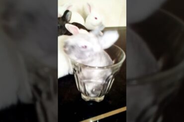 Cute Rabbit Baby Bunny Sleeping in Glass #shorts #animal #bunny