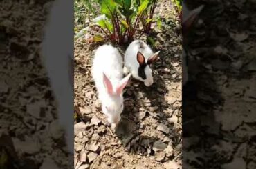 cute bunny #shorts#playing#ytshorts