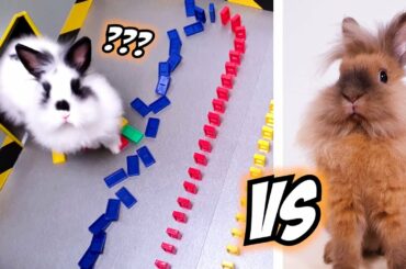 Cute BUNNY RABBITS in extreme RAINBOW DOMINO TEST