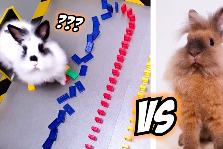 Cute BUNNY RABBITS in extreme RAINBOW DOMINO TEST