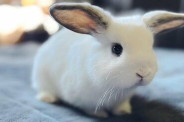 Funny Bunny Cute Bunny - A Funny Bunny Videos Compilation Cute Baby Animals | Funny Animal Videos