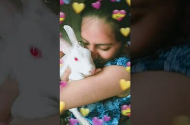 Cute baby rabbit Hunny D Bunny | Instagram reels | #shorts #rabbit