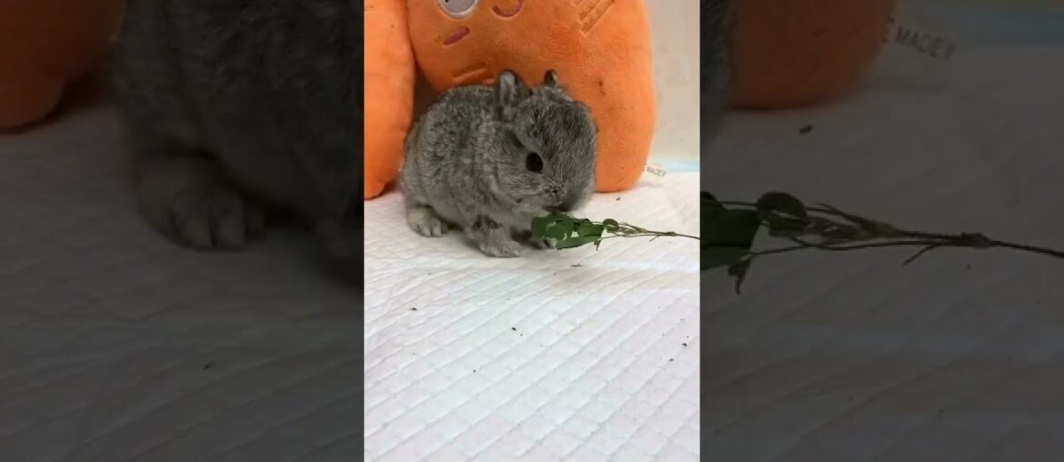 cute rabbit cute rabbit
