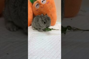 cute rabbit