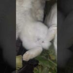 Mom rabbit breasfeading baby #shorts #trending #cute #rabbit #baby #bunny