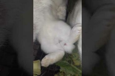 Mom rabbit breasfeading baby #shorts #trending #cute #rabbit #baby #bunny