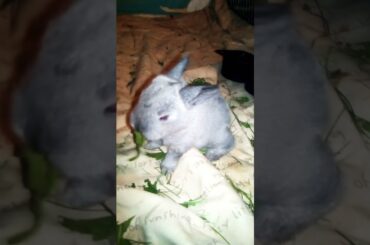 Most Beautiful Cute Bunny Eating for First Time #pet #rabbit #bunny