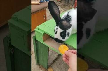 Cute Rabbit