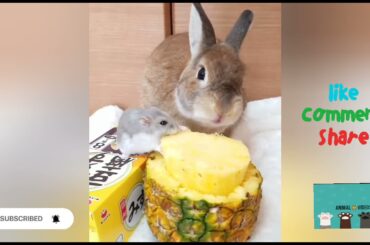 Cute rabbit video compilation Animal videos channel