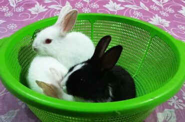 Cute Baby Rabbits in basket | Cute Baby Bunny Videos | Baby Animal