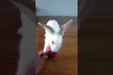 Cute Rabbit With Apple#shorts