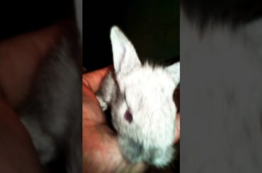 My Cute Rabbit Baby Bunny Short Video #rabbit #bunny #bunnies