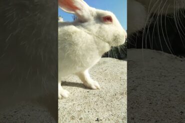 Cute rabbit under the beautiful sky | Hunny D Bunny | #shorts #rabbit #hunnydbunny