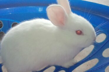 Cute baby rabbit/#shorts