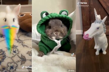 Bunny Side of Tiktok