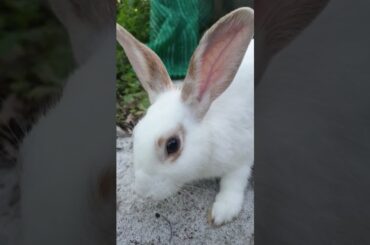 So Cute Rabbit#shorts