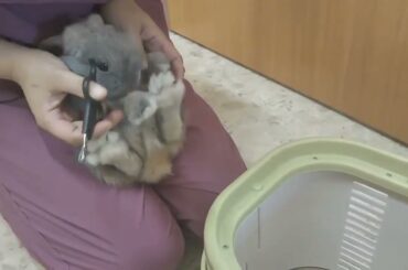 Cute bunny's foot trembling so fast when nail cutting~