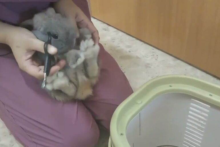 Cute bunny's foot trembling so fast when nail cutting~