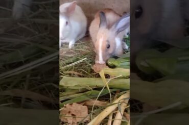 Cute Rabbit
