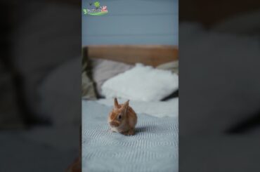 Cute Baby Rabbit #shorts #cute #love