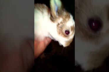 Most Cute Rabbit Bunny Video #shorts #pet #bunny