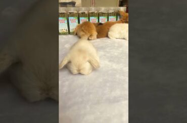 Funny and Cute Baby Bunny Rabbit Videos | Baby Animal Video Compilation | #Shorts #20