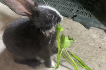 Cute rabbit
