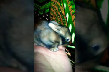 Cute Rabbit Baby Bunny Video #shorts #pet #bunny