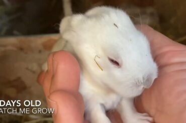 Watch me grow.  New born rabbit from birth till eyes open.