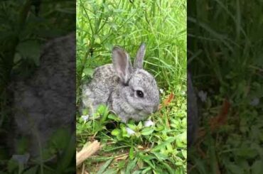 Cute Rabbit #shorts video #rabbit #shorts #animal