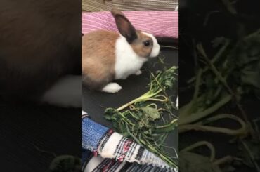 Funny and Cute Baby Bunny Rabbit Videos | Baby Animal Video Compilation | #Shorts #37