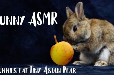 Cute Bunny ASMR: Rabbits Eat Tiny Asian Pear