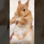 Funny and Cute Baby Bunny Rabbit Videos | Baby Animal Video Compilation | #Shorts #19