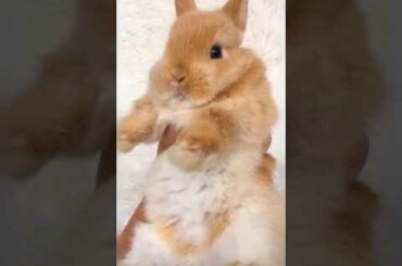 Funny and Cute Baby Bunny Rabbit Videos | Baby Animal Video Compilation | #Shorts #19