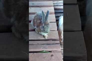 cute rabbit September 25, 2021