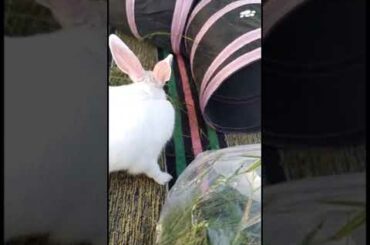 My Cute Rabbit | Pet Rabbit
