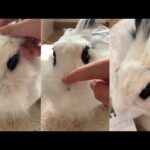 This is what happens when your bunny didn’t liked the head rubs... | Lily Bobtail