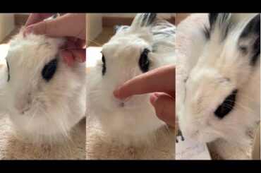 This is what happens when your bunny didn’t liked the head rubs... | Lily Bobtail