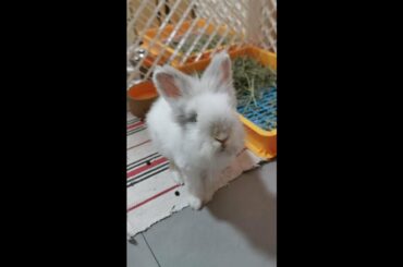 Cute Bunny Rabbit - Super Cute Lionhead #shorts