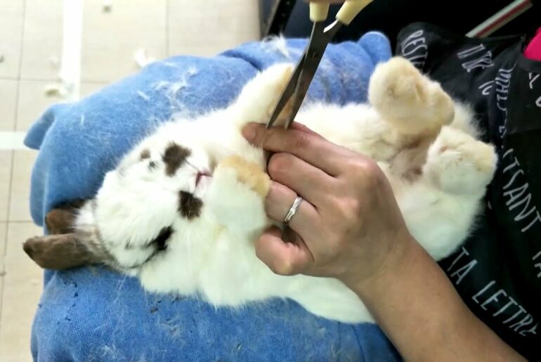 Super Cute Holland Lop Bunny Grooming