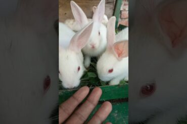 Cute Rabbit- Pet World