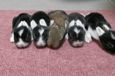 Cute Bunny Rabbit - Five Cute Baby Holland Lop Bunny Rabbits