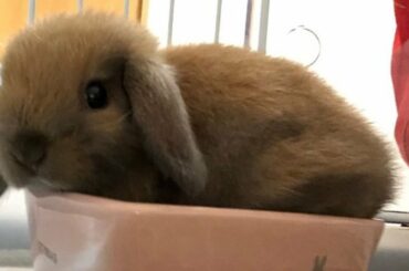 Cute Rabbit Videos | Cute Baby Animals Videos Compilation Cute Moments | Cute Animal Videos