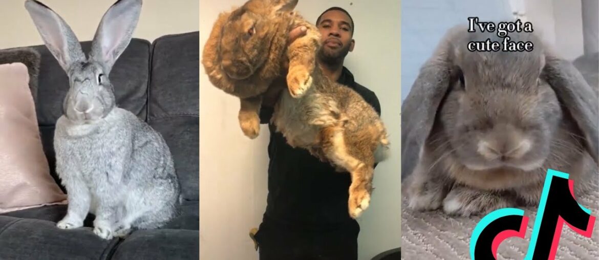 Cute and Funny Bunnies of TikTok – Flemish Giant Rabbit Edition Cute and Funny Bunnies of TikTok - Flemish Giant Rabbit Edition